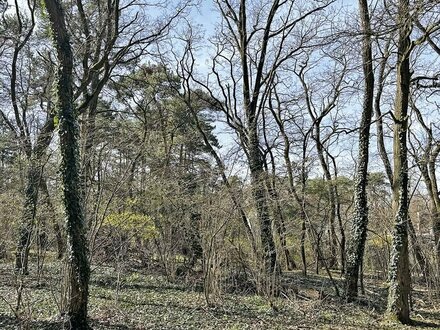 0,3 ha Wald-/Wiesenflächen