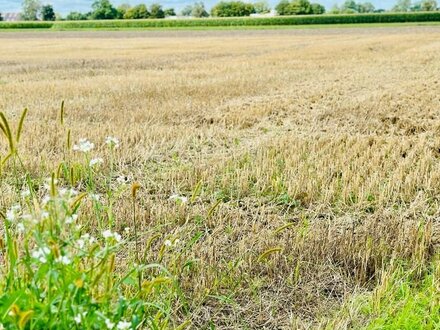 4 Baugrundstücke in schöner Lage von Minderheide