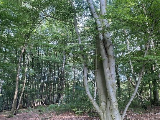 Wald in Schwalmtal