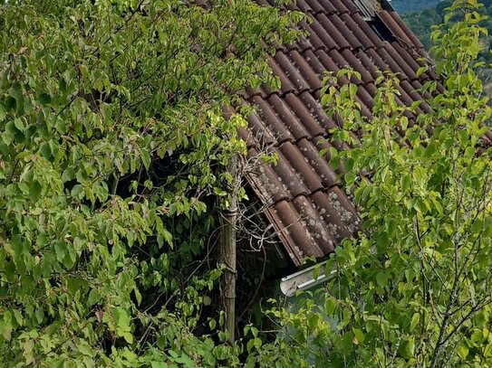 Rekultivierung eines Weinbergs in Stuttgart