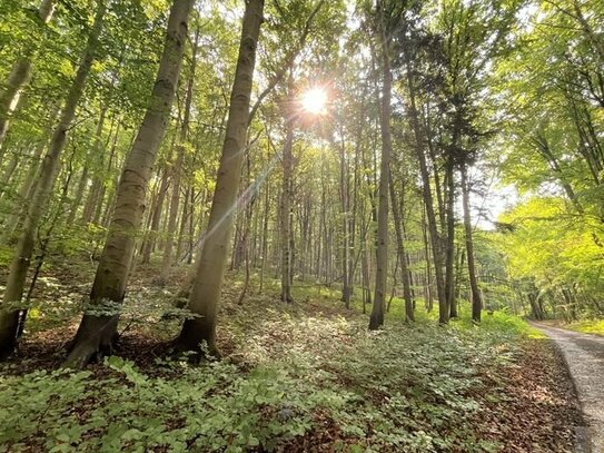 Beförsteter Holzbestand im Dreieck Weimar-Jena-Bad Berka - gepflegte Waldflächen für Jagd und Forst suchen neuen Eigent…