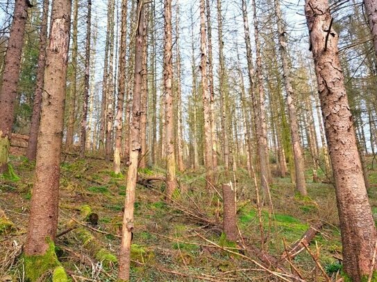 Waldfläche in Wiehl