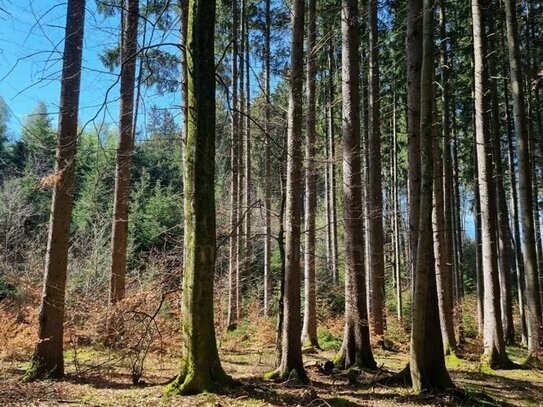 VERKAUF: Schönes Waldstück zwischen Landstetten und Perchting