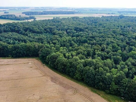 Waldfläche nahe der Müritz