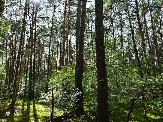 Waldfläche im Rehburger Wald zu verkaufen!