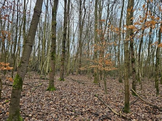 Großes Land zum kleinen Preis