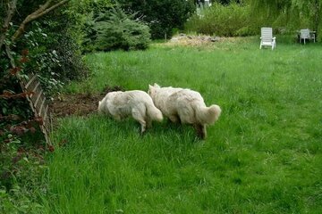 Existenz: Hunde-Tagesstätte in Rodgau / Frankfurt a.M.