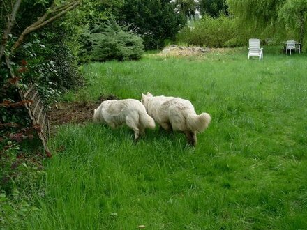 Existenz: Hunde-Tagesstätte in Rodgau / Frankfurt a.M.