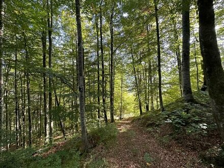 Waldgrundstück "am Kogel" mit teilw. 120 Jahre altem Bestand