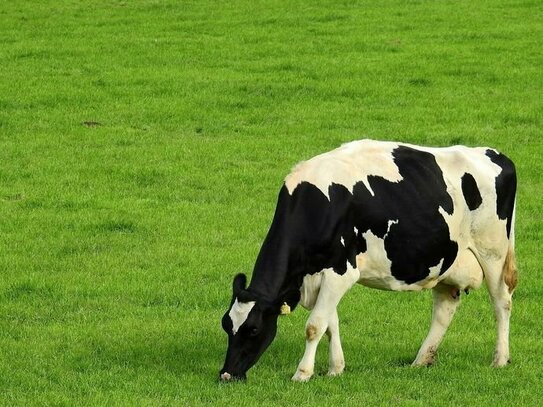 Wertvolles Grünland im Bereich Apfeltrach-Stetten/Unterallgäu!