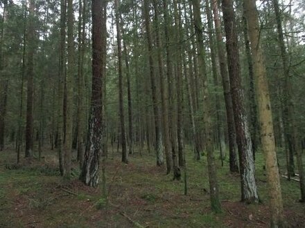 Gepflegtes Waldgrundstück in der Gemeinde Tiefenbach