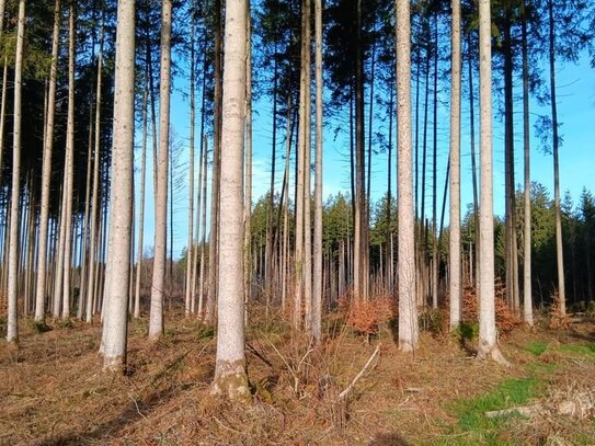 Großes Waldgrundstück