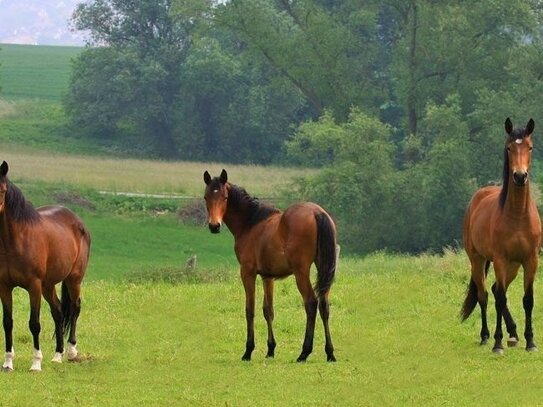 Traumhafte Wohn- Reitanlage bei Kiel zu verkaufen