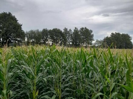 Landwirtschaftliche Fläche - Ackerland