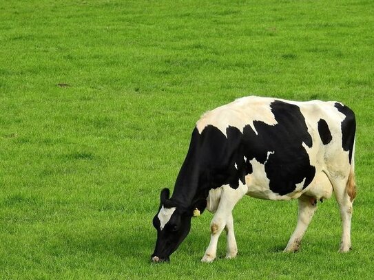 1,7 ha wertvolles Grünland in Unteregg/Allgäu! (Weitere Fläche in der Nähe)