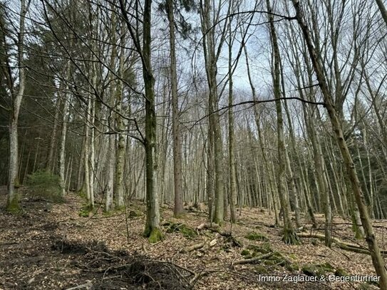 Naturnahe Investition: Waldgrundstück in Schaufling bietet langfristige Rendite und ökologische Wertsteigerung!
