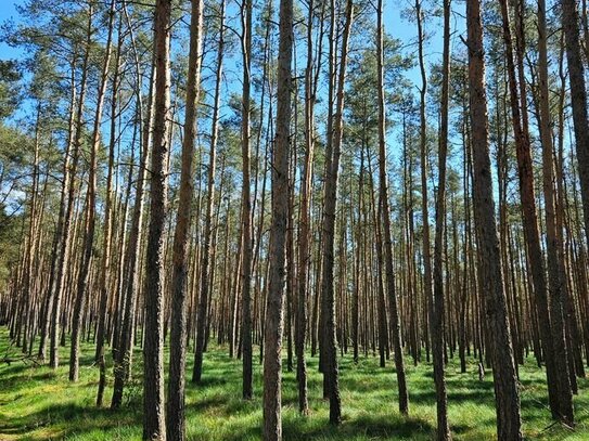 Große Grün- und Waldfläche mit viel Potential direkt vom Eigentümer