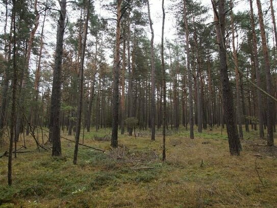 6,3 ha Kiefernwald nord-westlich von Kamenz