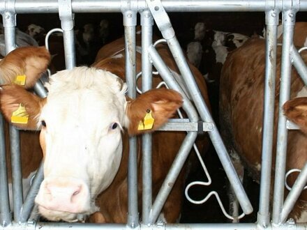 Außerfamiliäre Hofübergabe - Moderner Milchviehbetrieb in guter Lage
