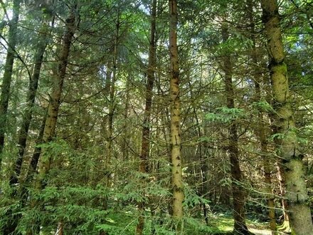 Rarität: Herrliches Waldgrundstück Nähe Sachsenkam!