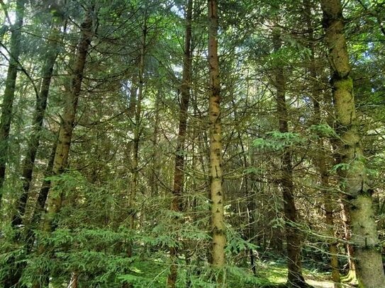 Rarität: Herrliches Waldgrundstück Nähe Sachsenkam!