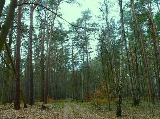 1 ha WALDFLÄCHE in den Mertensfeldern