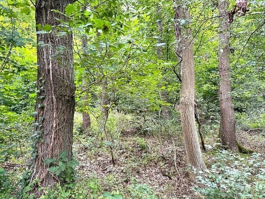 Arrondierte Waldfläche in Euskirchen