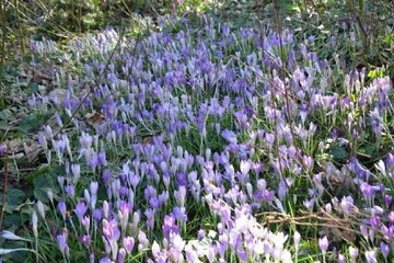 Hang zum Althergebrachten und Garten gefragt?