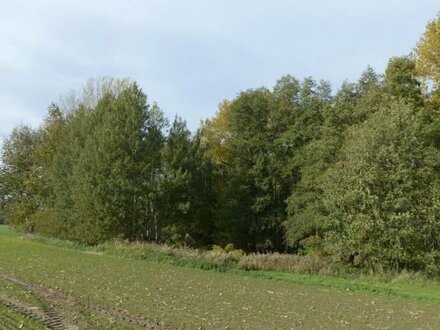 Waldflächen zu verkaufen in den Gemarkungen Naundorf, Casabra & Raitzen- Landkreis Nordsachsen