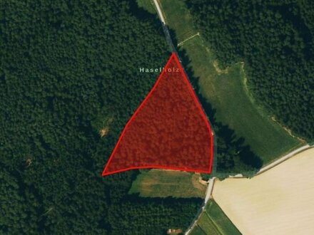 Verkaufe 1,40 ha Mischwald in Pischelsdorf (PAF)