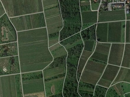 0,25 ha Brachfläche mit Sträuchern und Bäumen zwischen Weinbergen in Münster-Sarmsheim im Nahe-Weinbaugebiet bei Bingen