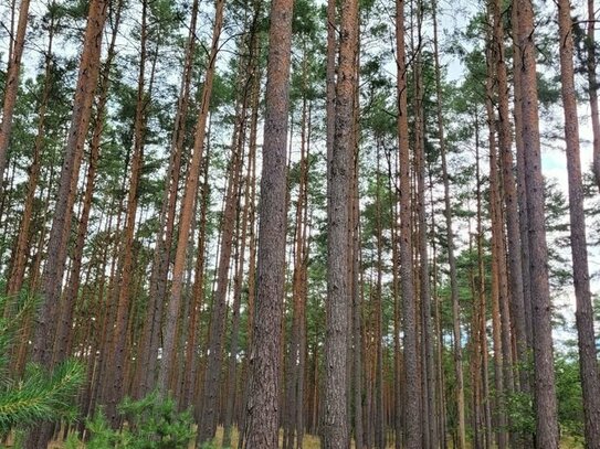 21,9 ha Waldfläche in der Altmark bei Kalbe