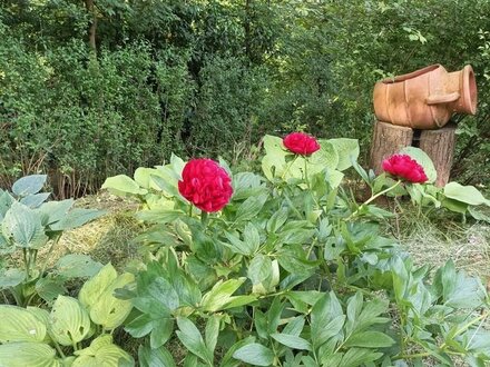 Wunderschönes Freizeitgrundstück in Obertürkheim