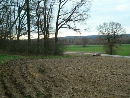 Wald zwischen Hohenwart und Wangen - Buche / Eiche