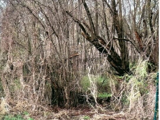 Brieselang-Nord: Sonniges Grundstück in idealer Südausrichtung mit ca. 25 m Straßenfront