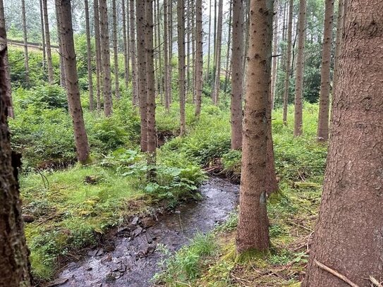 Waldfläche mit Teichanlage in Schleiden