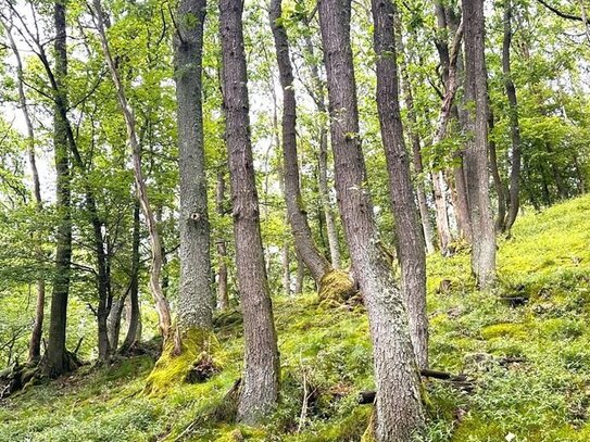 Kleine Waldfläche in Schleiden-Olef