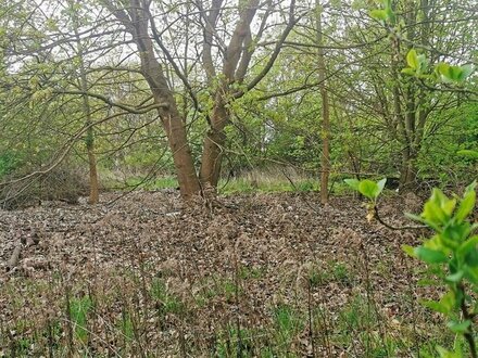 Naturverbundenes Grundstück vor den Toren Berlins