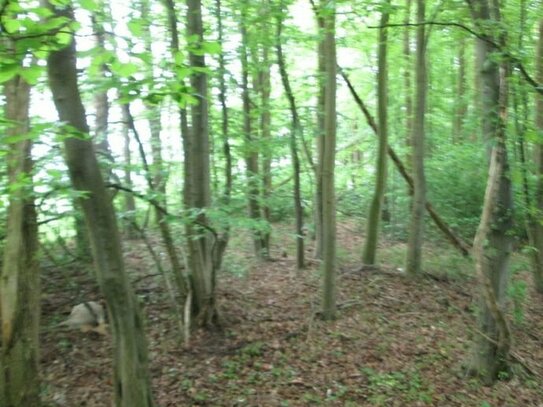 Land und Forstwirtschaft in Wiefelstede (26215)