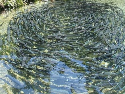 Top, traditionsreiche Fischzuchtanlage