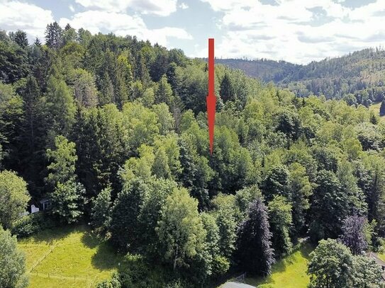Bewaldetes Grundstück