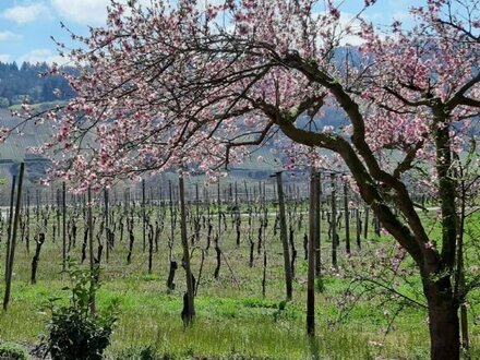 Mosel: Weingut zu verkaufen mit ca. 15 ha Rebfläche