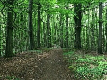 Der Traum vom Leben auf Rügen