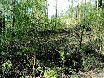 ideales Grundstück für Ihr Haus am Wald