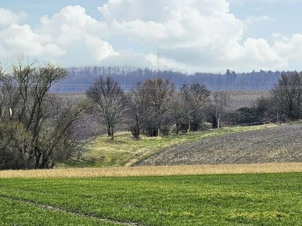 3,8 ha Waldfläche