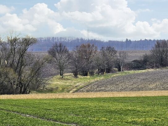 3,8 ha Waldfläche