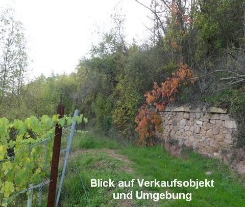 Münster-Sarmsheim - zwei verbuschte Grundstücke in schöner Umgebung von Weinbergen auf Auktion der Galundo GmbH provisi…