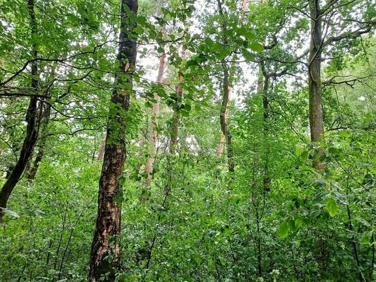 Waldflächen in Detmold