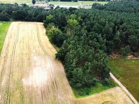 0,5 ha Waldfläche - nahe Berlin und Potsdam