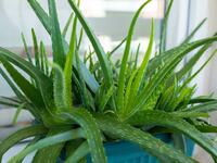 Tipp der Gärtnerin: So geht die Rettung für die Aloe vera